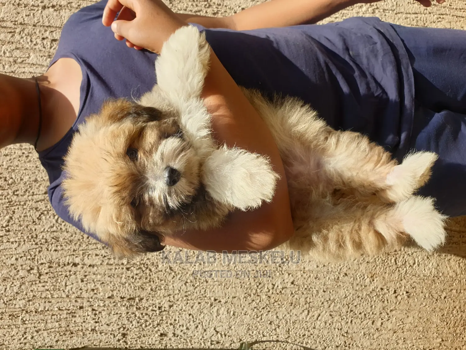 3-6 months Male Purebred Shih Tzu