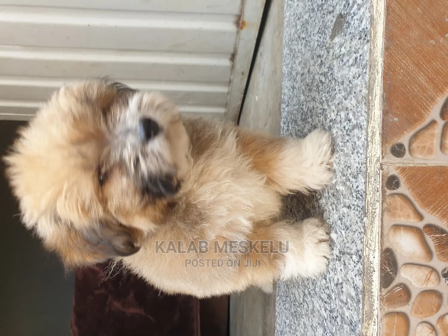 3-6 months Male Purebred Shih Tzu