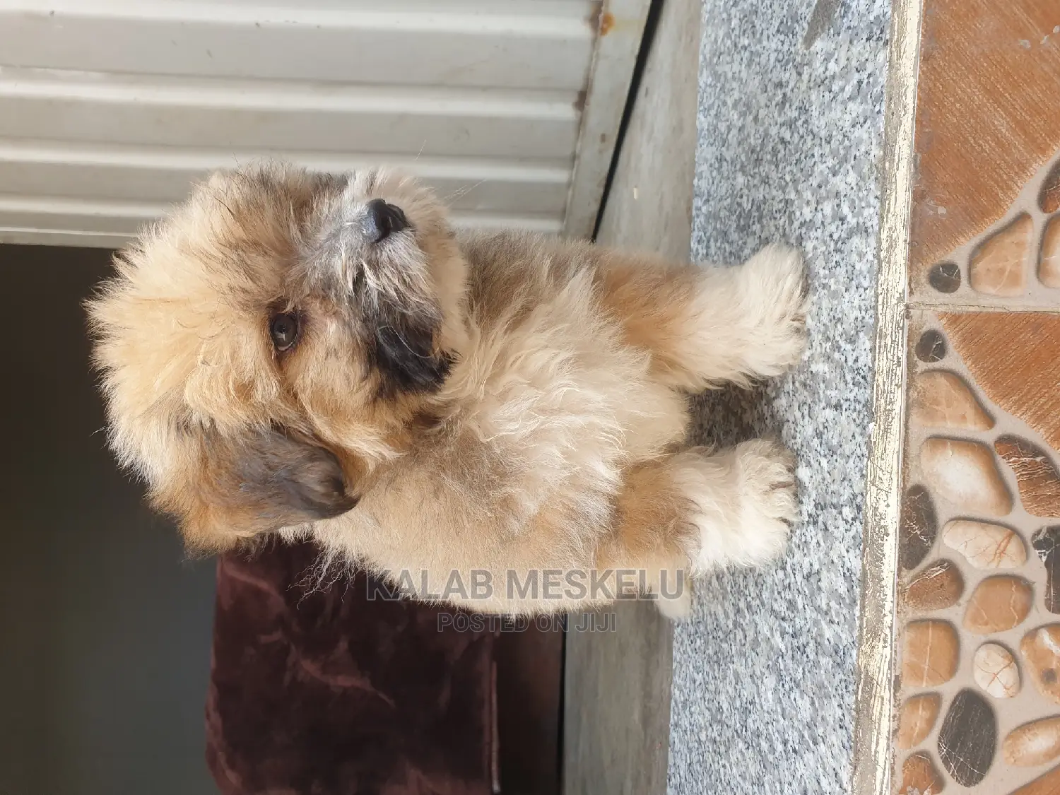 3-6 months Male Purebred Shih Tzu