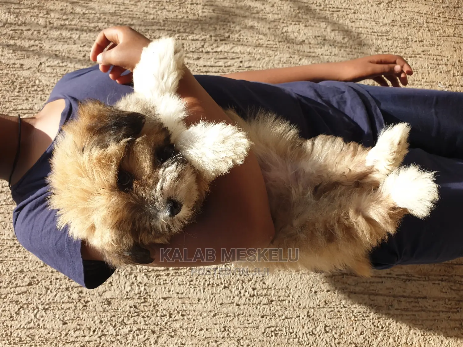 3-6 months Male Purebred Shih Tzu