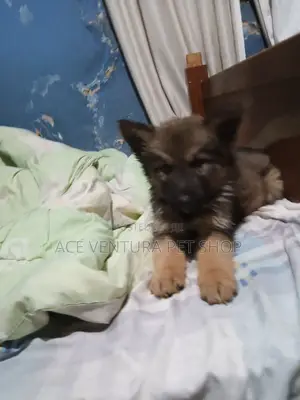 1-3 months Male Purebred German Shepherd