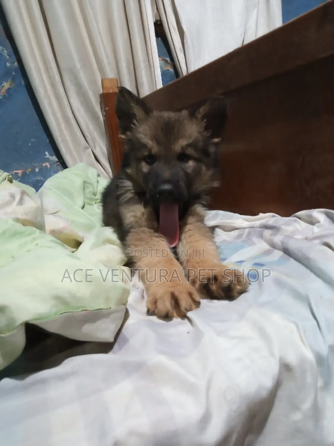 1-3 months Male Purebred German Shepherd
