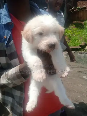 1-3 months Male Purebred Maltese