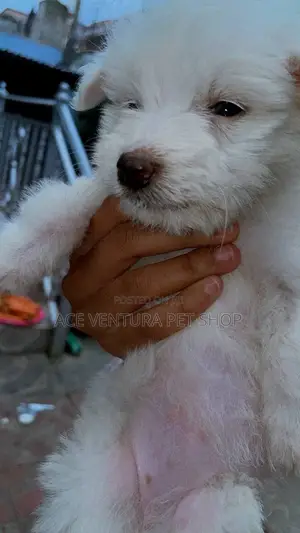 1-3 months Female Purebred Maltese