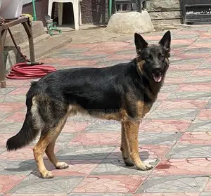 1-3 months Male Purebred German Shepherd