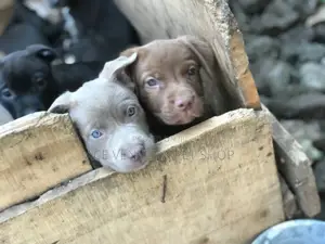 1-3 months Male Purebred American Pit Bull Terrier