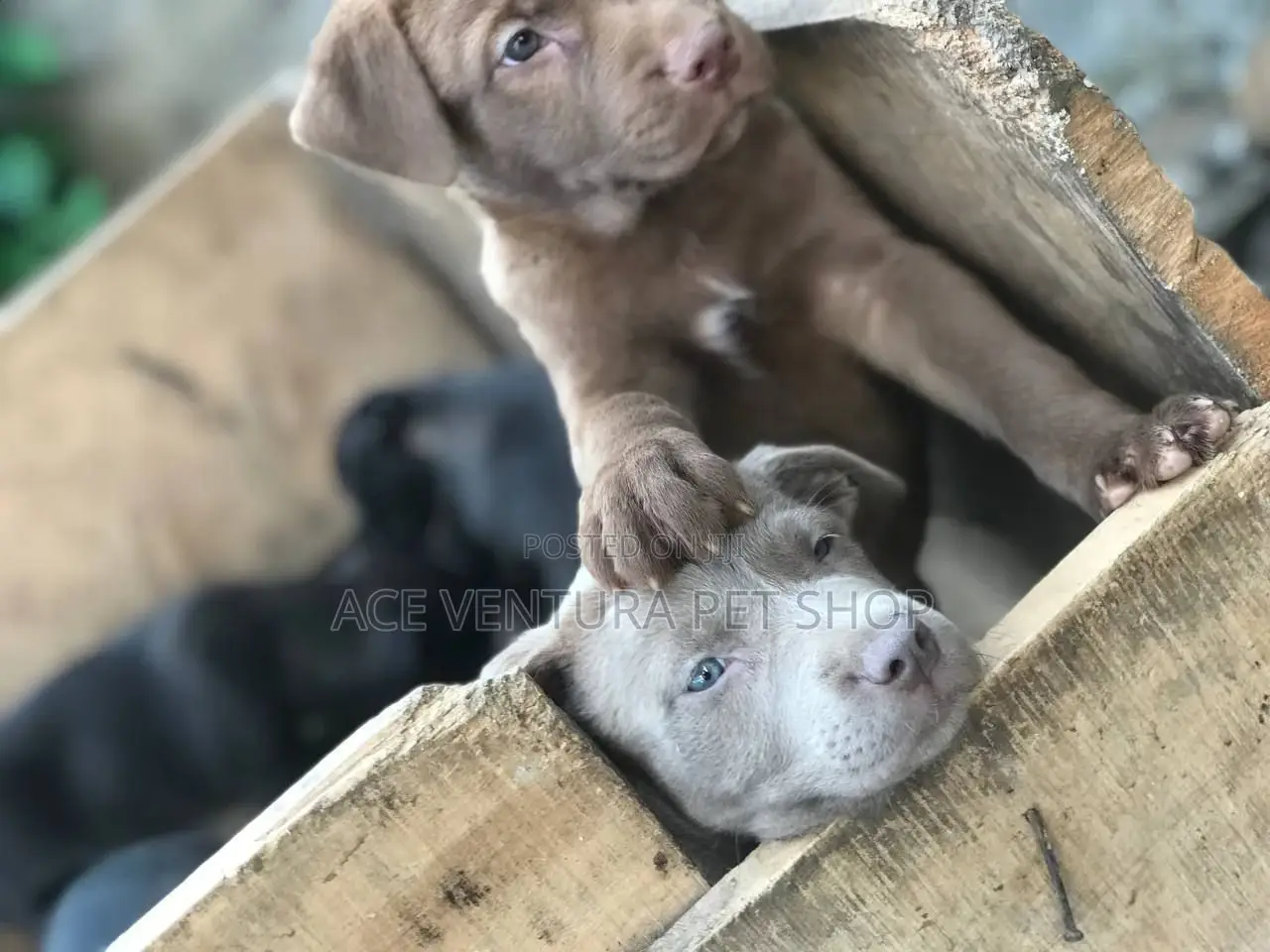 1-3 months Male Purebred American Pit Bull Terrier