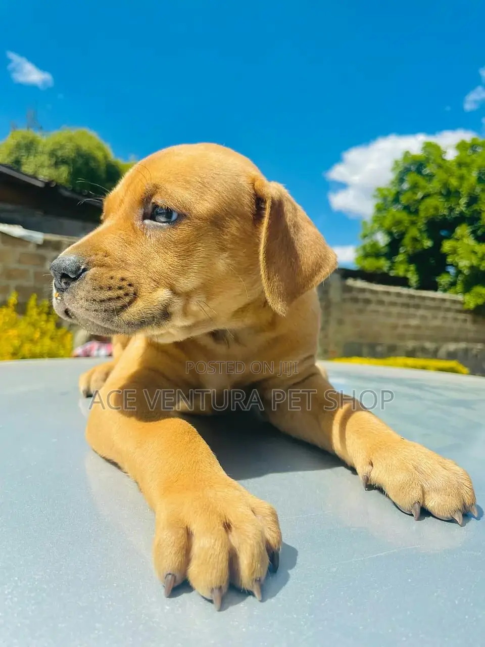 1-3 months Male Purebred American Pit Bull Terrier