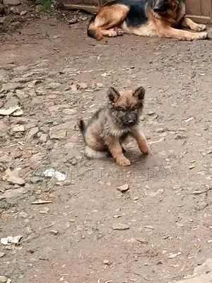 1-3 months Male Purebred German Shepherd