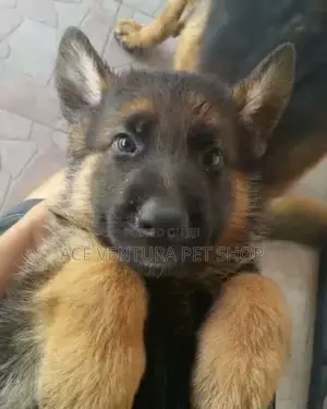 1-3 months Male Purebred German Shepherd