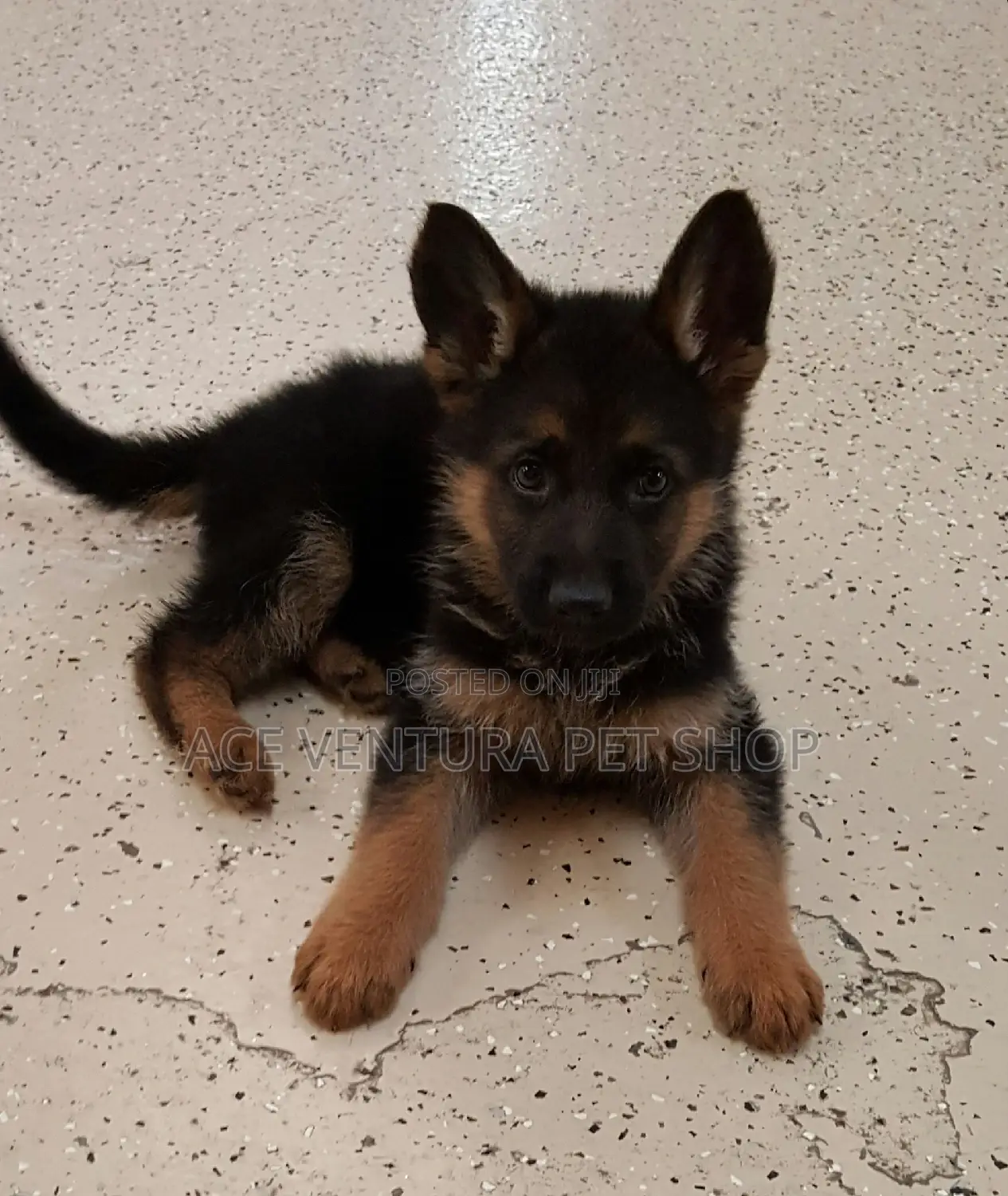 1-3 months Male Purebred German Shepherd