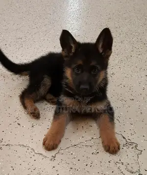 1-3 months Male Purebred German Shepherd