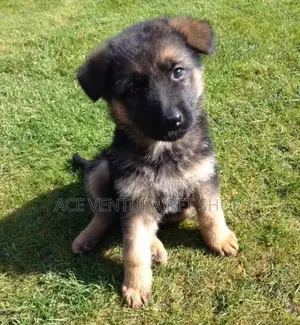 1-3 months Male Purebred German Shepherd