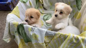 1-3 months Male Purebred Maltese