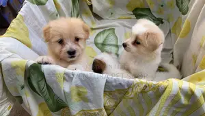 1-3 months Male Purebred Maltese