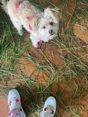 1-3 months Male Purebred Maltese