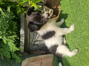 3-6 months Male Purebred Papillon