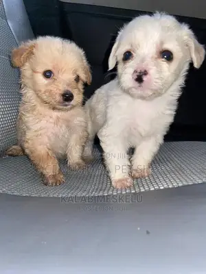 1-3 months Male Purebred Maltese