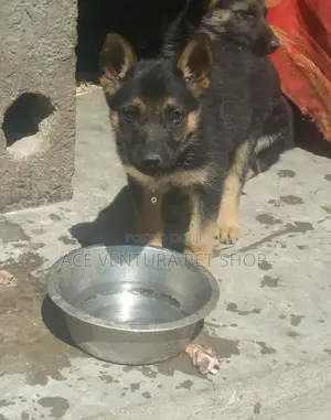 1-3 months Male Purebred German Shepherd