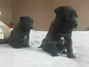 1-3 months Male Purebred American Pit Bull Terrier