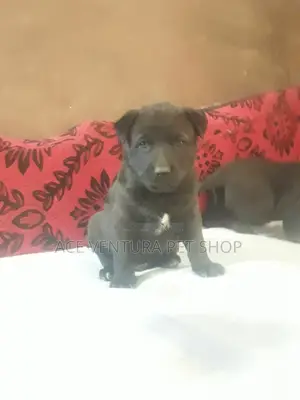 1-3 months Male Purebred American Pit Bull Terrier