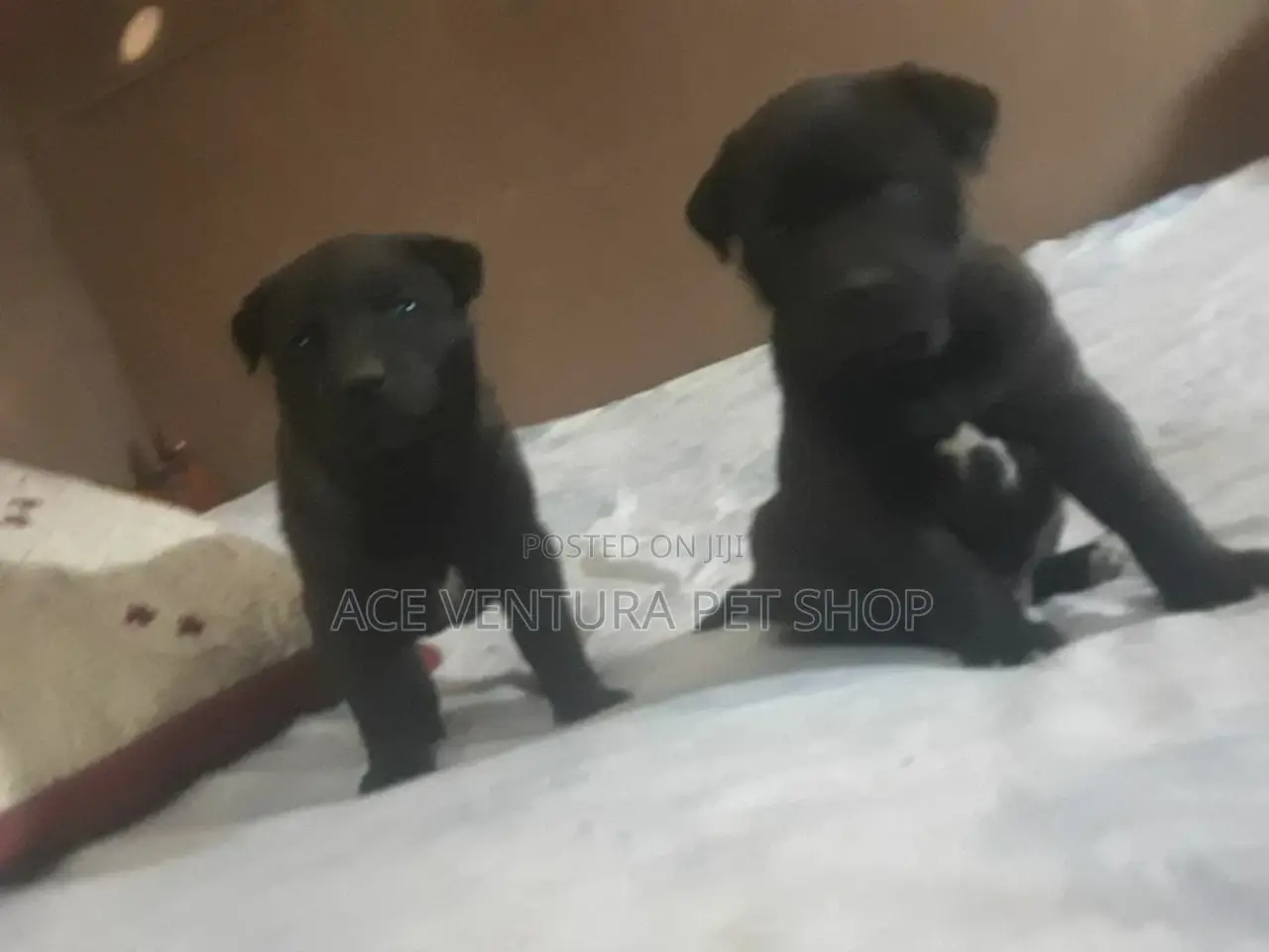 1-3 months Male Purebred American Pit Bull Terrier