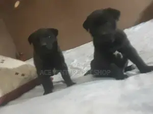 1-3 months Male Purebred American Pit Bull Terrier