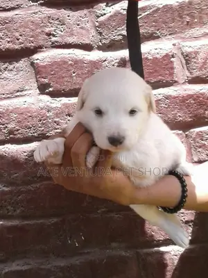 1-3 months Male Purebred Maltese
