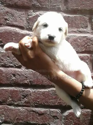 1-3 months Male Purebred Maltese
