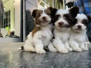 1-3 months Male Purebred Shih Tzu