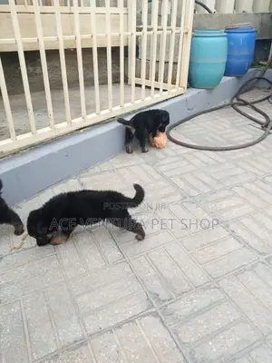 1-3 months Male Purebred German Shepherd