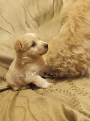 1-3 months Male Purebred Maltese