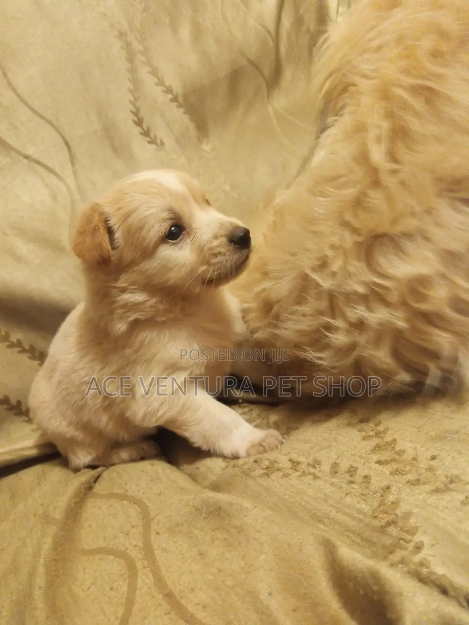 1-3 months Male Purebred Maltese