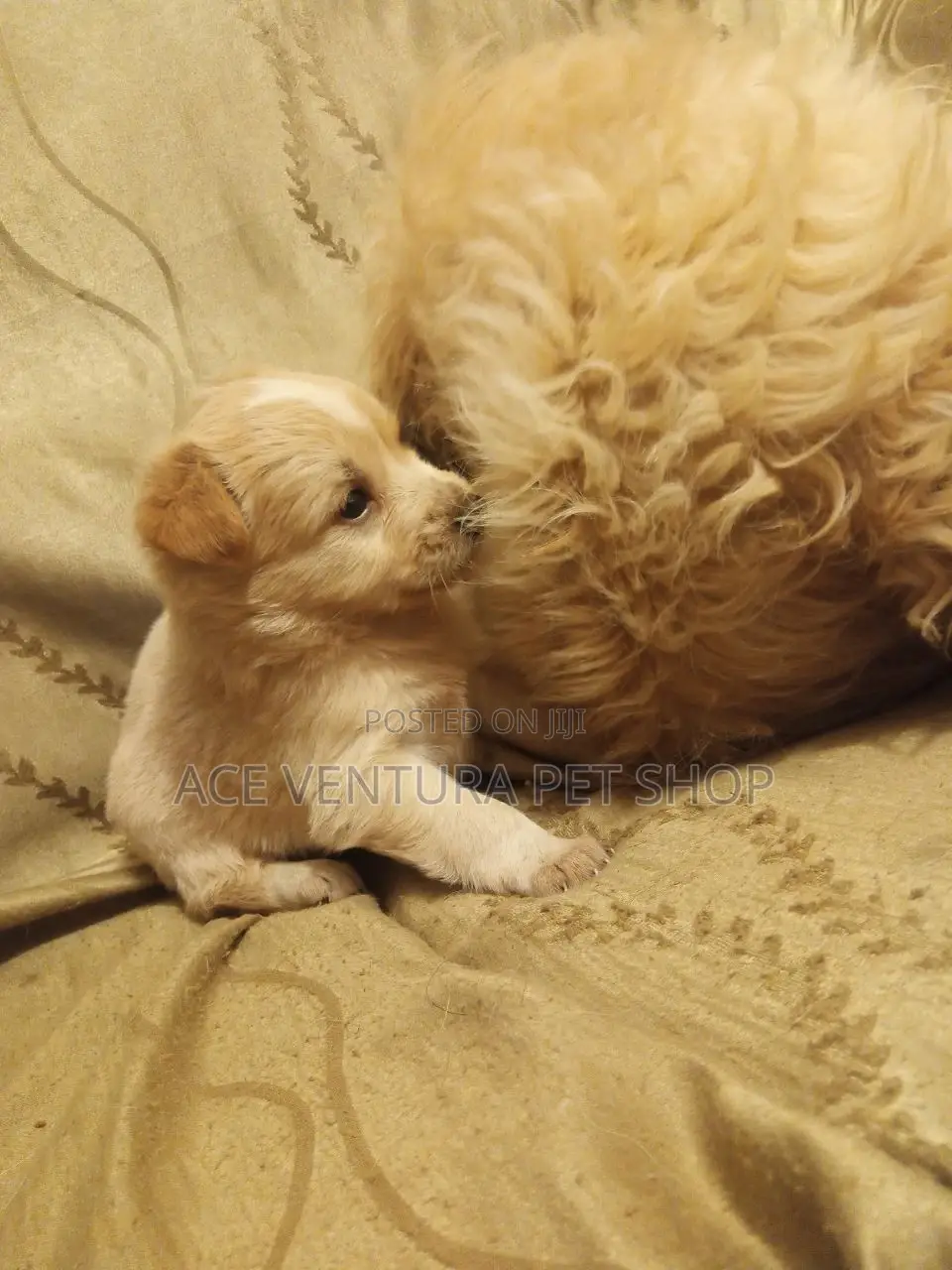 1-3 months Male Purebred Maltese