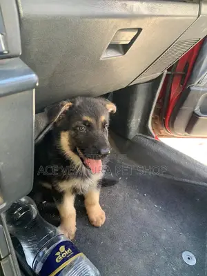 1-3 months Male Purebred German Shepherd