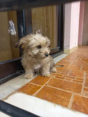 1-3 months Male Purebred Maltese