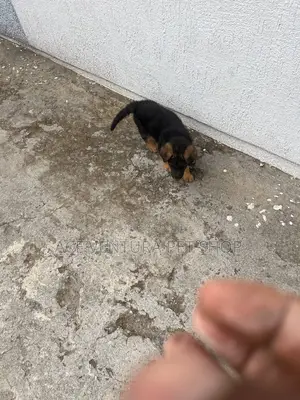 1-3 months Male Purebred German Shepherd