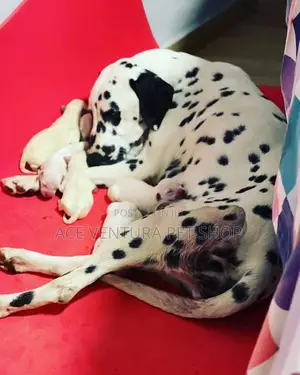 1-3 months Male Purebred Dalmatian