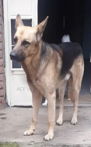 1+ year Male Purebred German Shepherd