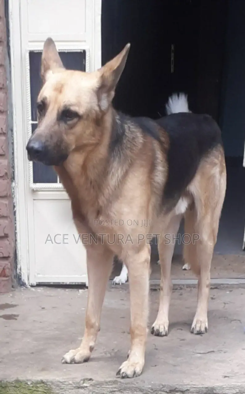 1+ year Male Purebred German Shepherd