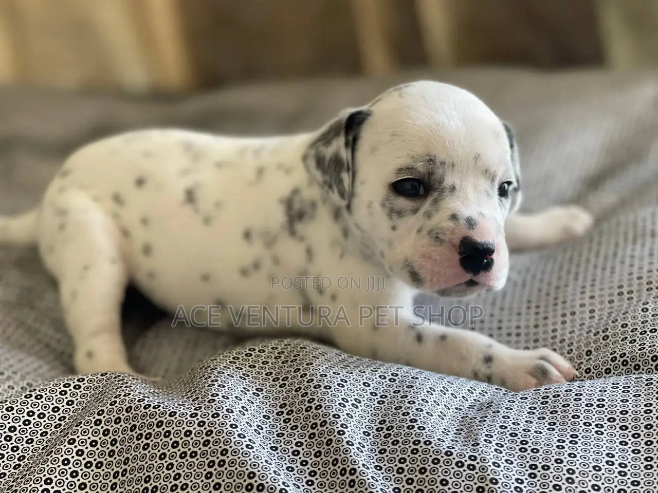 1-3 months Male Purebred Dalmatian