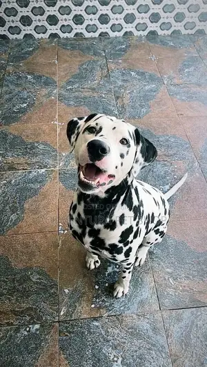 1-3 months Male Purebred Dalmatian