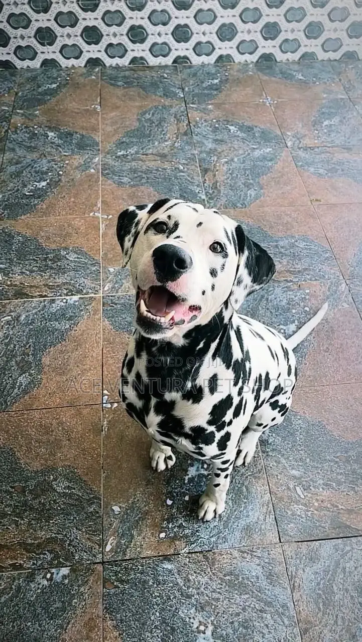 1-3 months Male Purebred Dalmatian