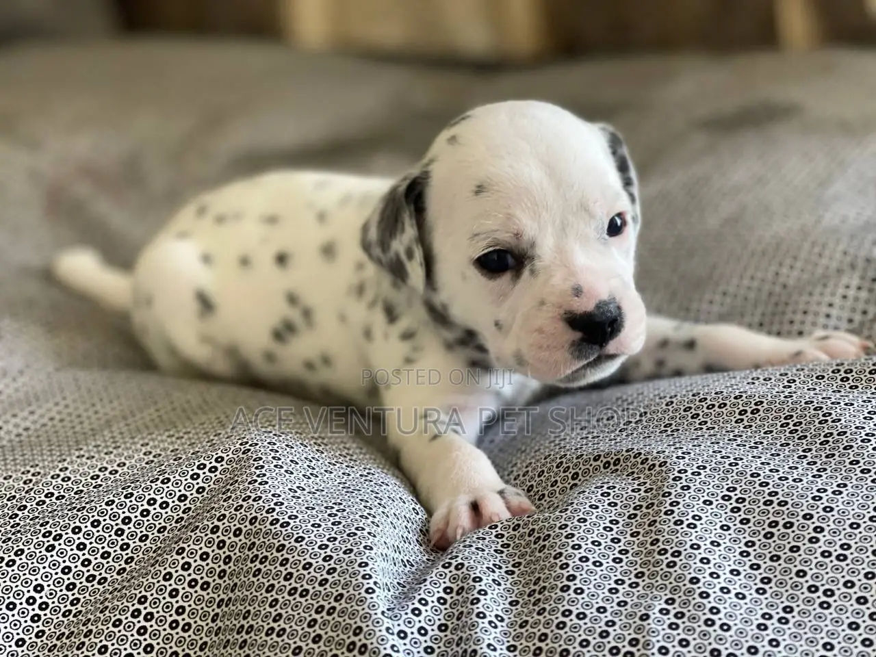 1-3 months Male Purebred Dalmatian