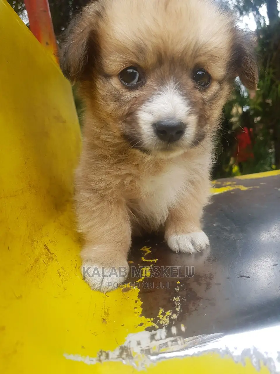 1-3 months Female Purebred Shih Tzu