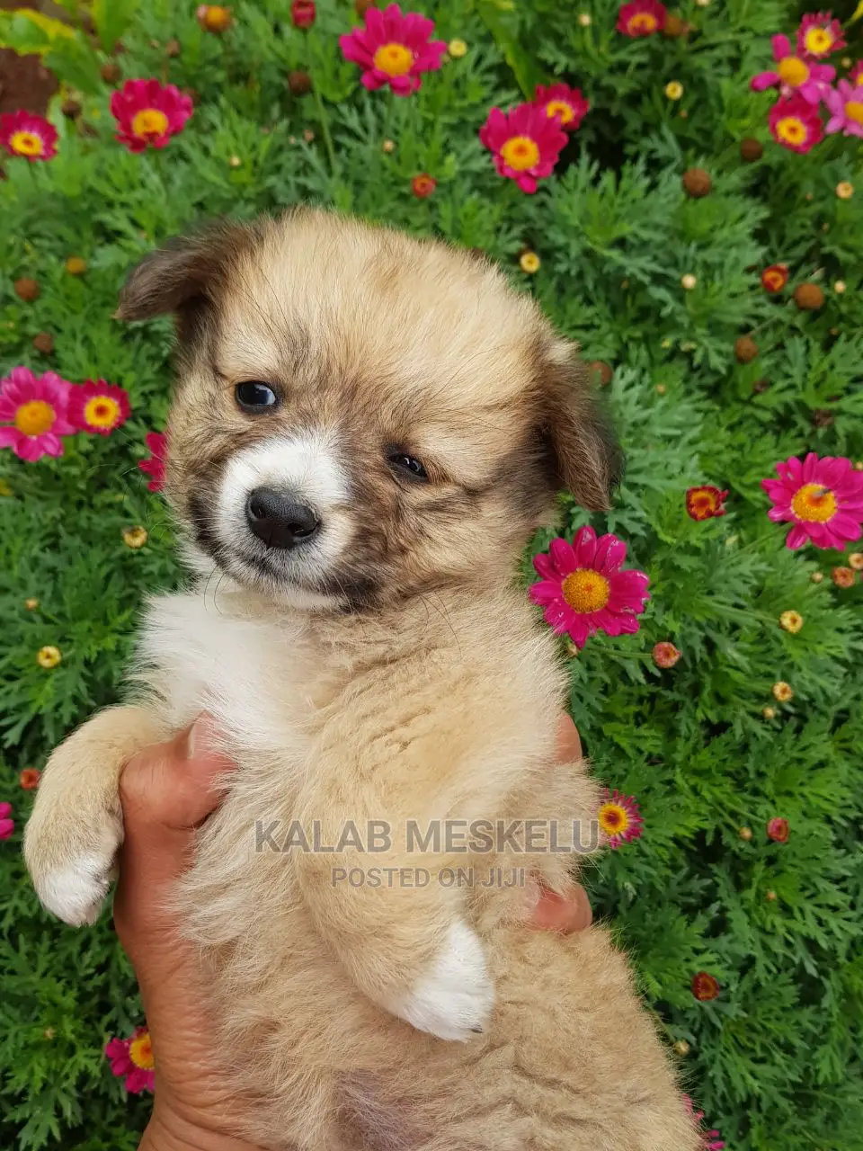 1-3 months Female Purebred Shih Tzu