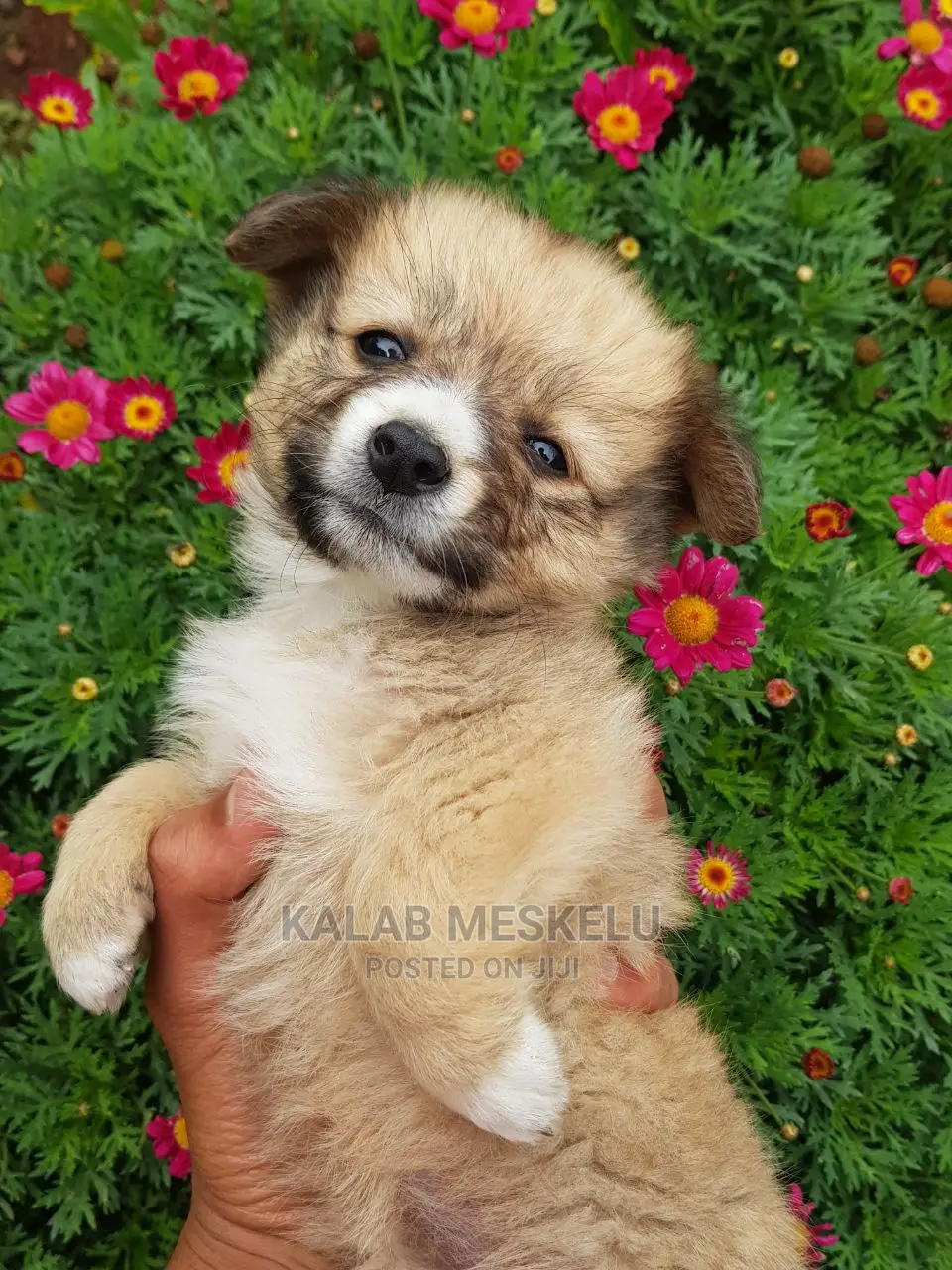 1-3 months Female Purebred Shih Tzu