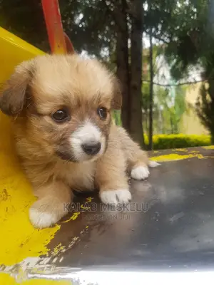 1-3 months Female Purebred Shih Tzu