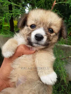 1-3 months Female Purebred Shih Tzu
