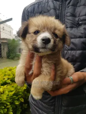 1-3 months Female Purebred Shih Tzu